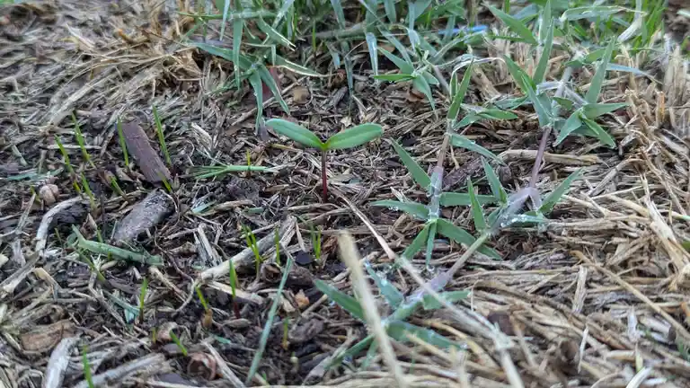 A close-up photo shows a small green sprout with two rounded leaves emerging from soil mixed with dry mulch and grass…