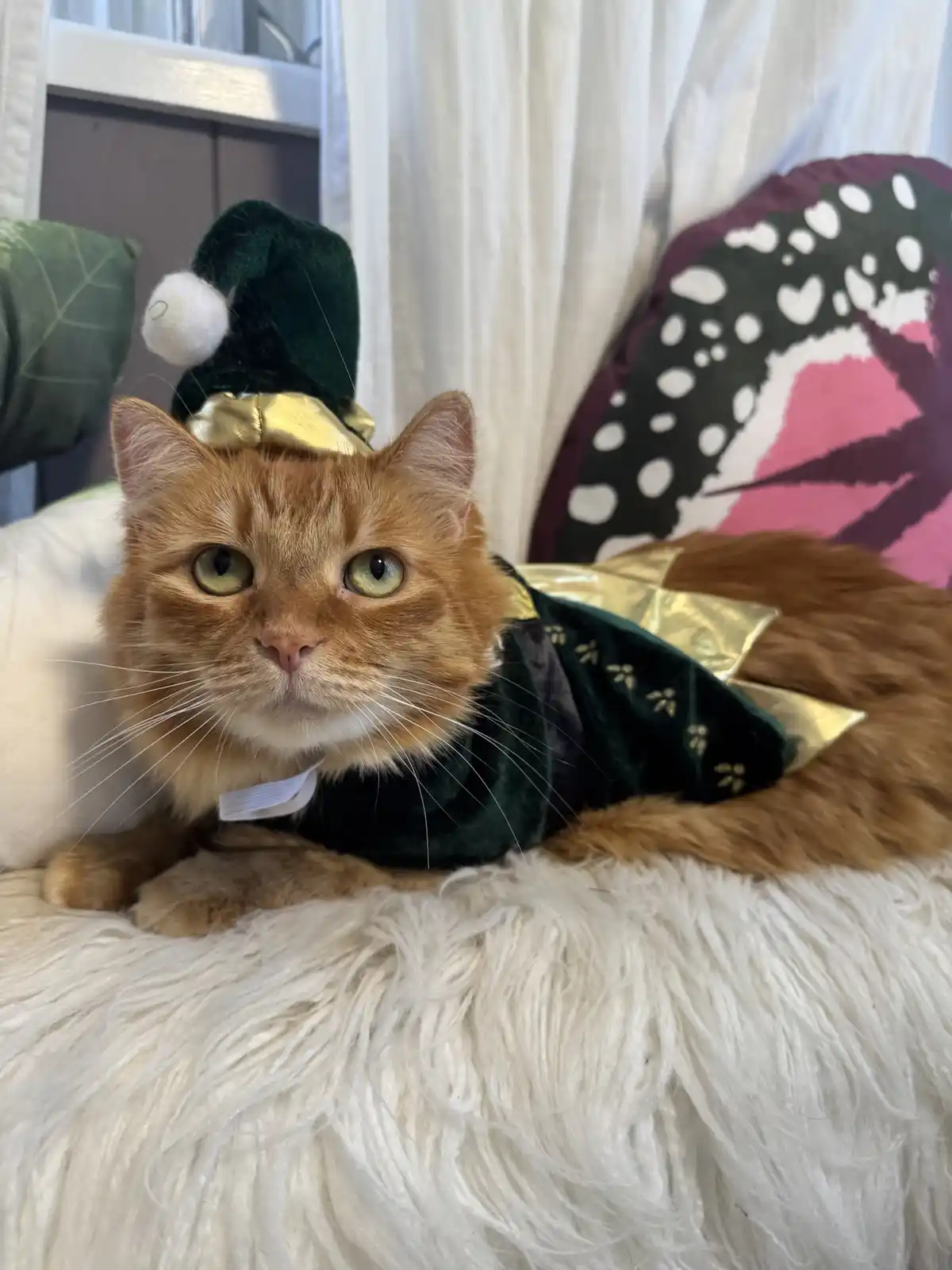 An orange tabby cat wearing a green elf hat with a white pom-pom and a matching green velvet outfit with gold trim lies on a…
