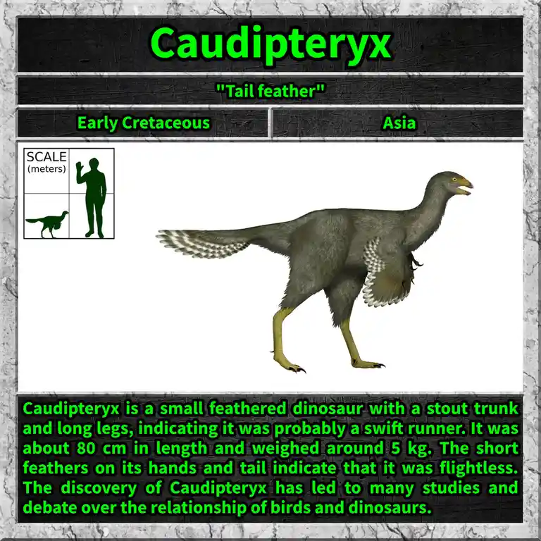 The image displays a 3D rendering of the dinosaur Caudipteryx, shown in profile with grey feathers, a long tail, and yellow…