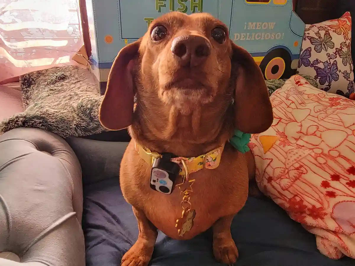 A brown dachshund with large, pleading eyes sits on a couch, looking upward. It wears a colorful collar with a small camera…