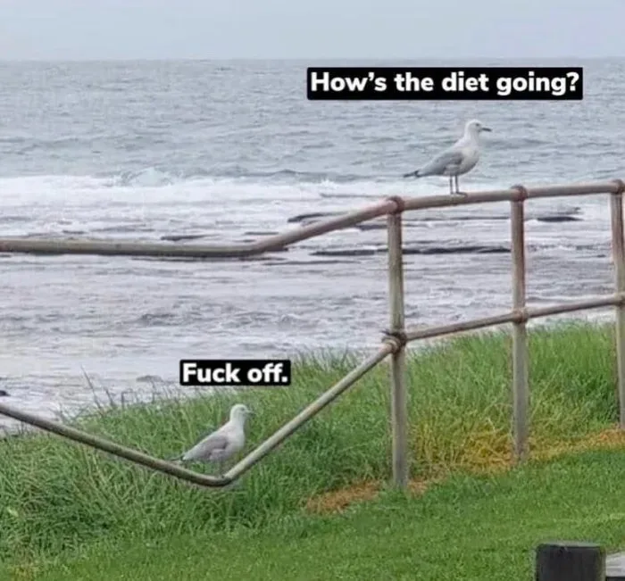Two seagulls are perched on a metal railing near the ocean. The top seagull has text above it reading 'How's the diet…