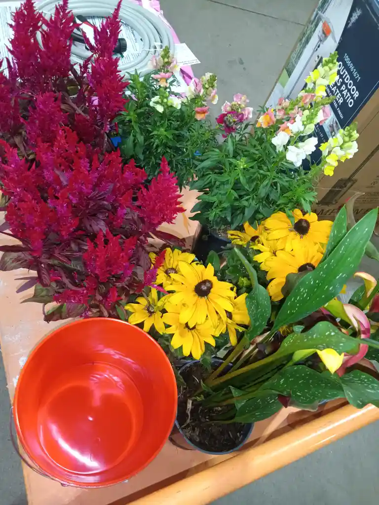 A wooden cart holds several potted plants including vibrant red celosia, pink and white snapdragons, yellow black-eyed…