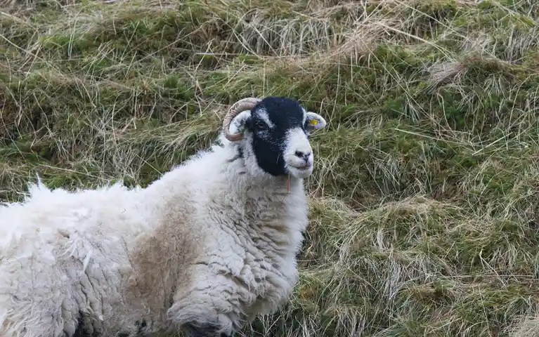 A black-faced sheep with curved horns and a yellow ear tag lies in a field of green and brown grass, looking directly at the…