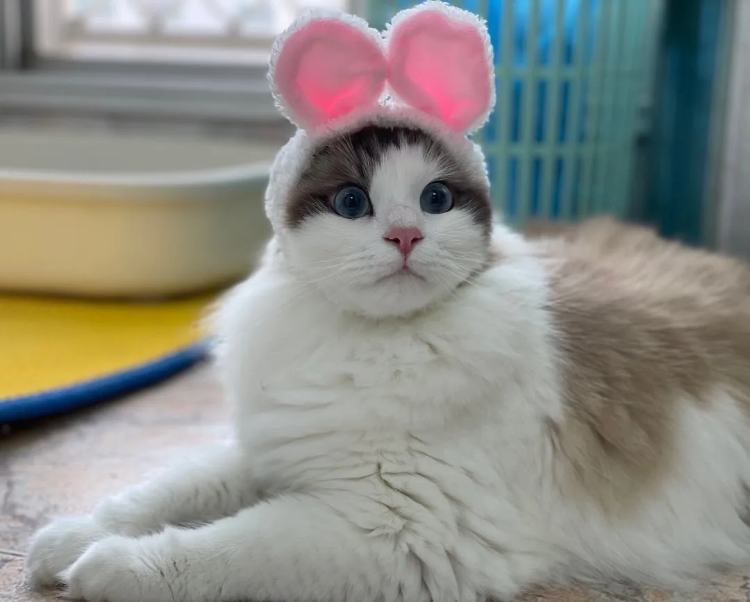 Is the Cat Satisfied with Its Masterpiece?