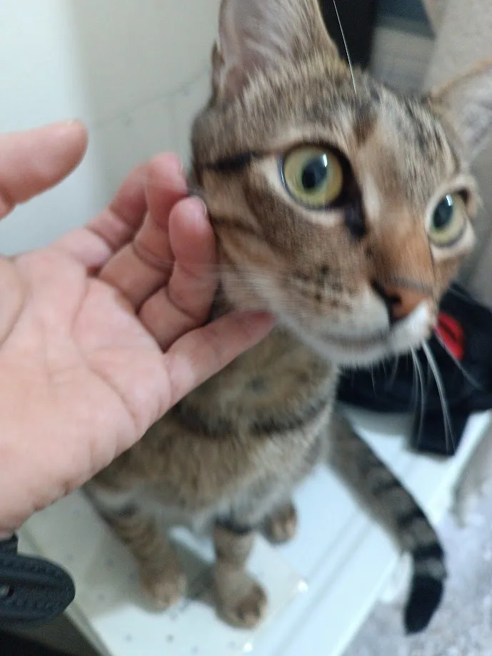 A close-up photo shows a tabby cat with wide, startled-looking eyes staring directly at the camera while a human hand gently…