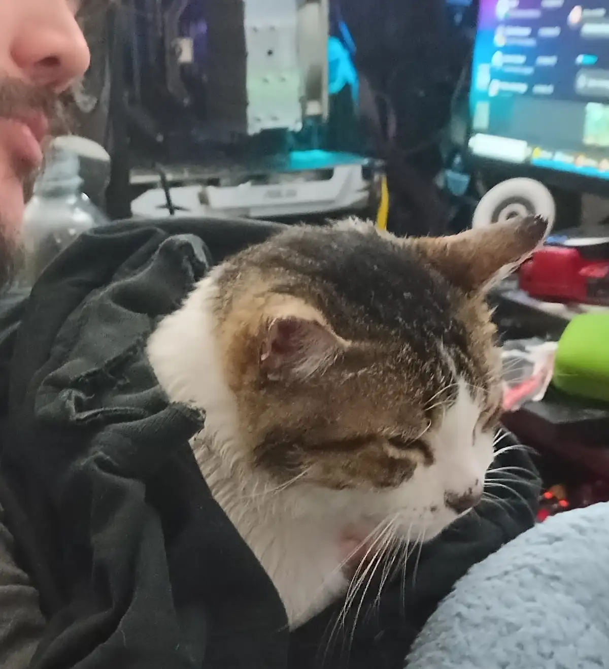 Paul Wants You to Celebrate Caturday with Him!