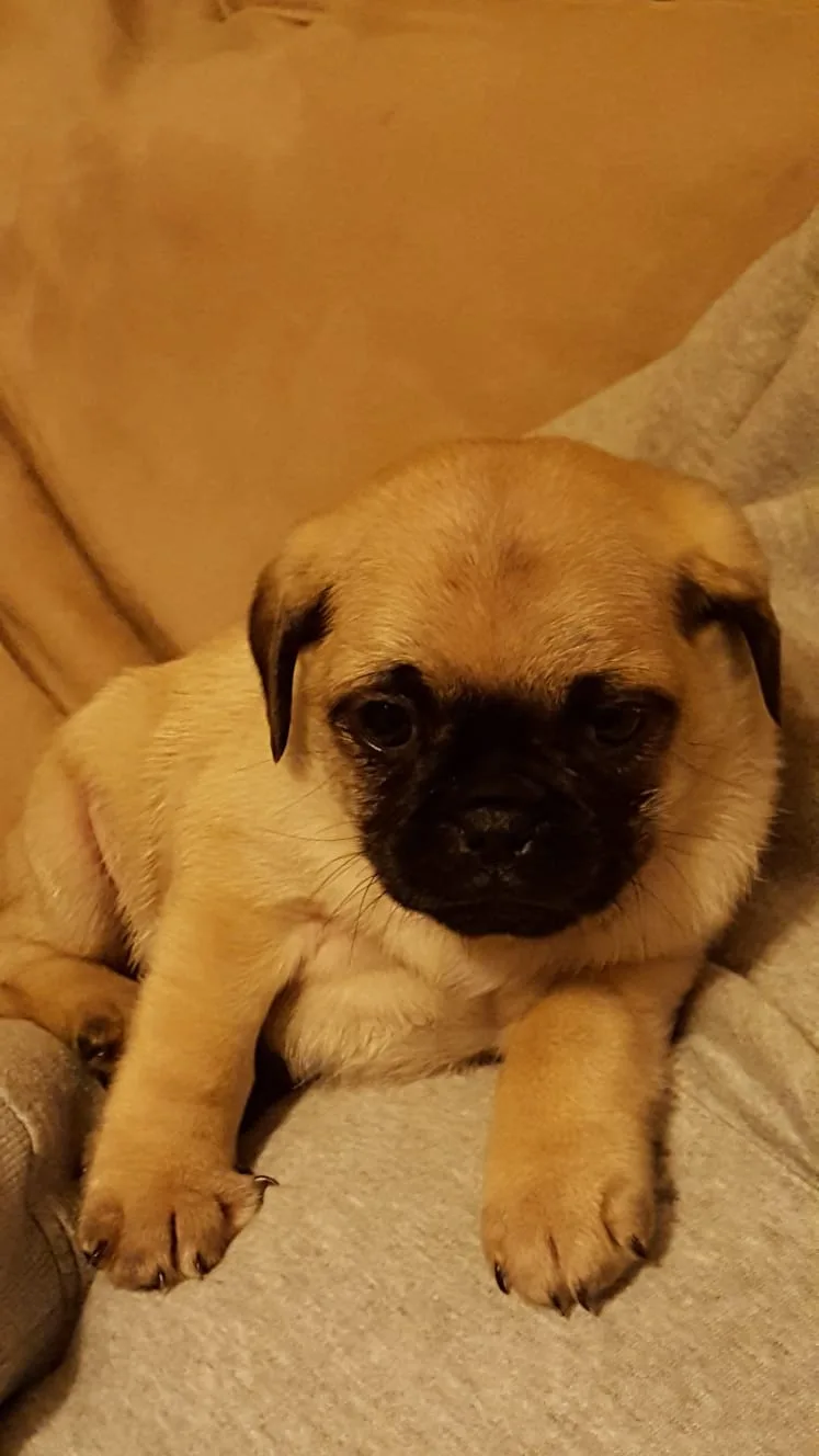 A close-up photo of a light-fawn pug puppy with a black muzzle and large, expressive eyes, lying on a gray textured surface…