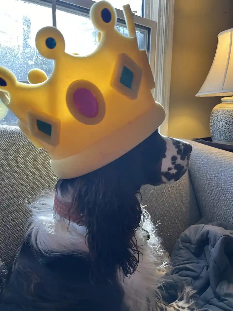 A black and white dog with long fur sits on a couch wearing a large, yellow plastic crown adorned with colorful gems. The…