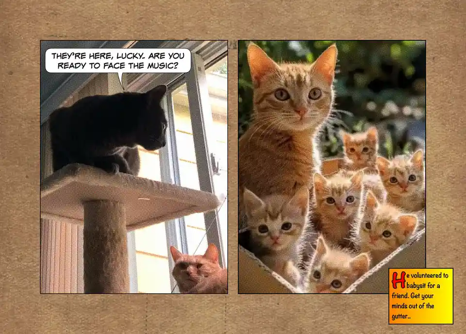 The image is split into two panels. The left panel shows a black cat on a cat tree looking down at an orange cat below, with…