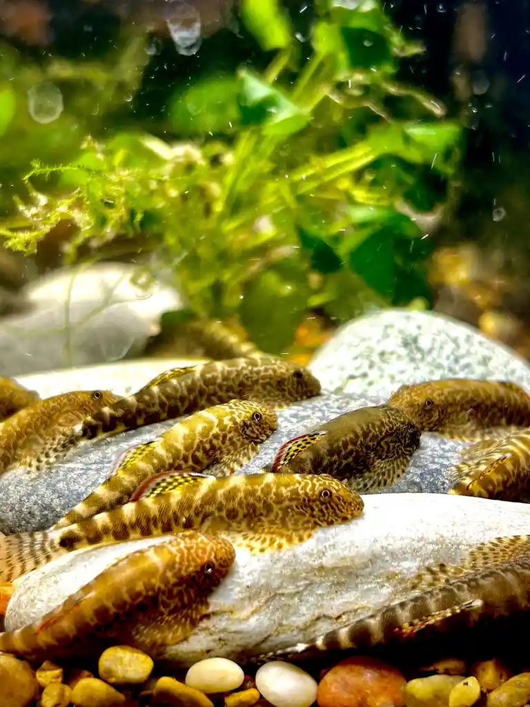 A group of small, patterned fish with spotted bodies and colorful fins are clustered together on smooth, light-colored rocks…