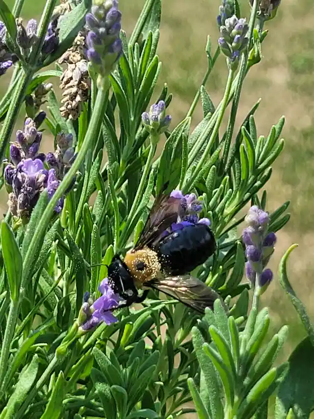 Carpenter Bees Delight in My Lavender Bush!