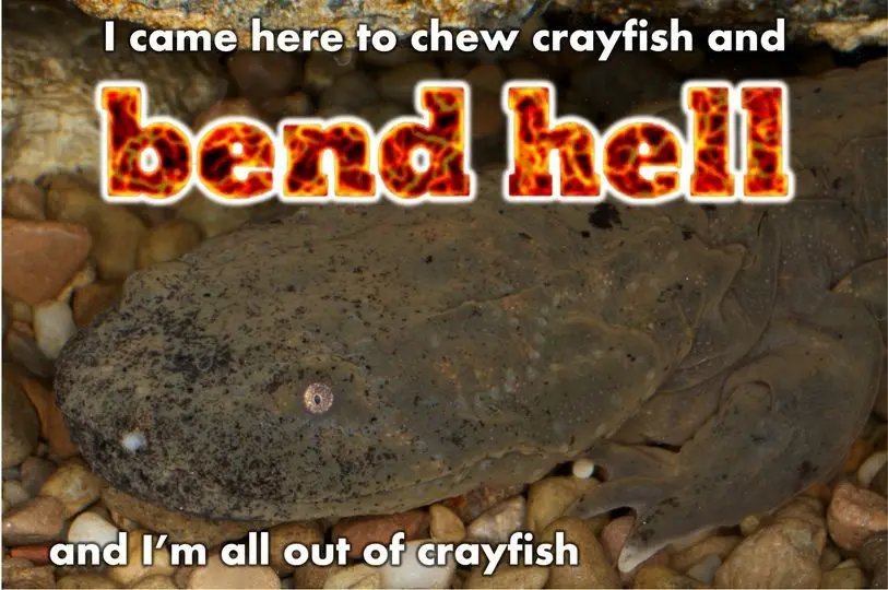 A close-up photo of a large, dark-skinned axolotl resting on a bed of small, rounded pebbles. The axolotl has a wide, flat…