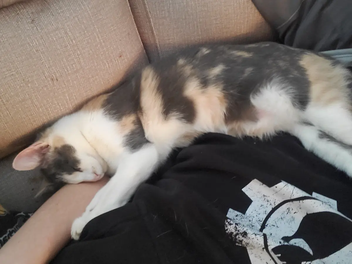 A calico cat with white, black, and orange patches is curled up and sleeping soundly on a person's arm, which rests on their…