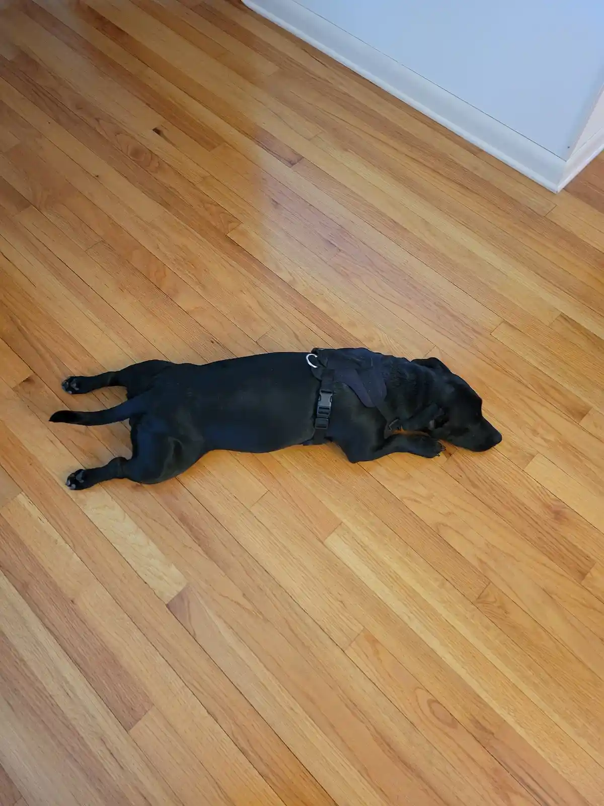A black dog wearing a harness lies stretched out on a light-colored hardwood floor, appearing to be resting or sleeping. The…