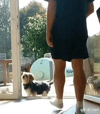 A sequence of six frames shows a small dog walking toward a person standing near a glass door. The person repeatedly steps…