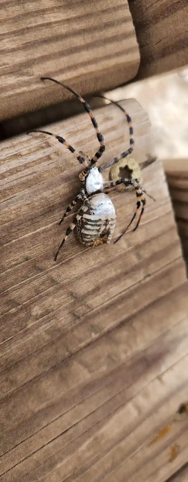 A close-up photo shows a large, patterned spider with black and orange striped legs resting on weathered wooden planks. The…