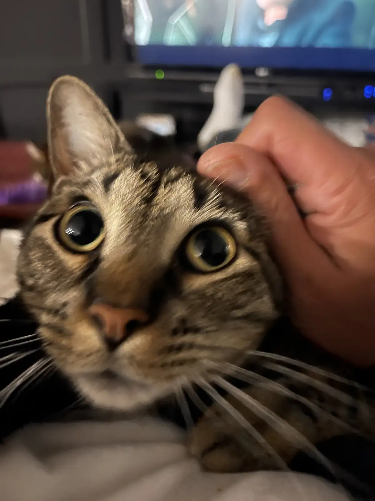 A close-up photo shows a tabby cat with wide, startled-looking eyes staring directly at the camera while a human hand pets…