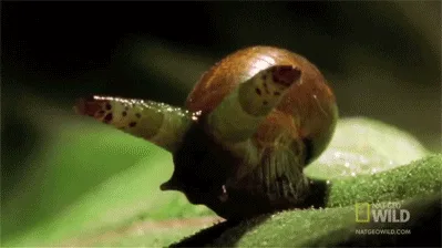 A snail is shown in six sequential frames, starting with its head and antennae visible as it begins to eat a green leaf…