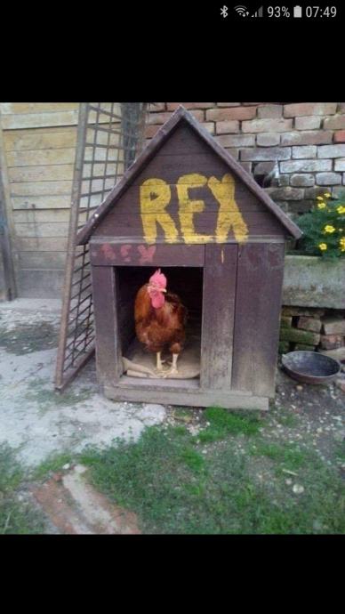 A brown rooster stands inside a small wooden chicken coop that has the name 'REX' painted in large yellow letters on its…