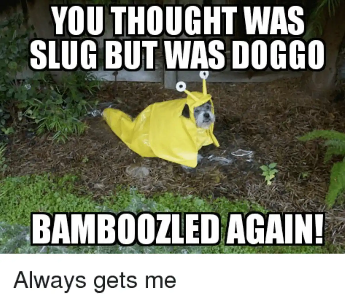 A small dog wearing a yellow slug costume lies on damp mulch, its face peeking out. The text reads 'YOU THOUGHT WAS SLUG BUT…