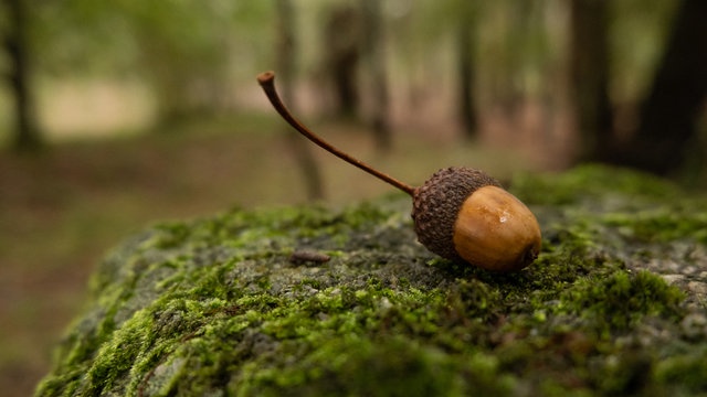 A single acorn with a long stem rests on a moss-covered rock in a forest. The overlaid text reads 'i'm not a fan of acorns'.