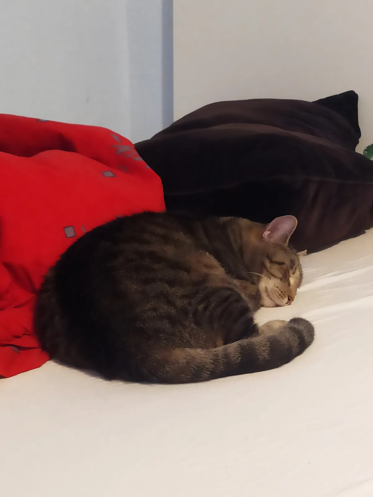 A tabby cat is curled up and sleeping soundly on a white bedsheet, next to a red blanket and a dark brown pillow. The cat's…