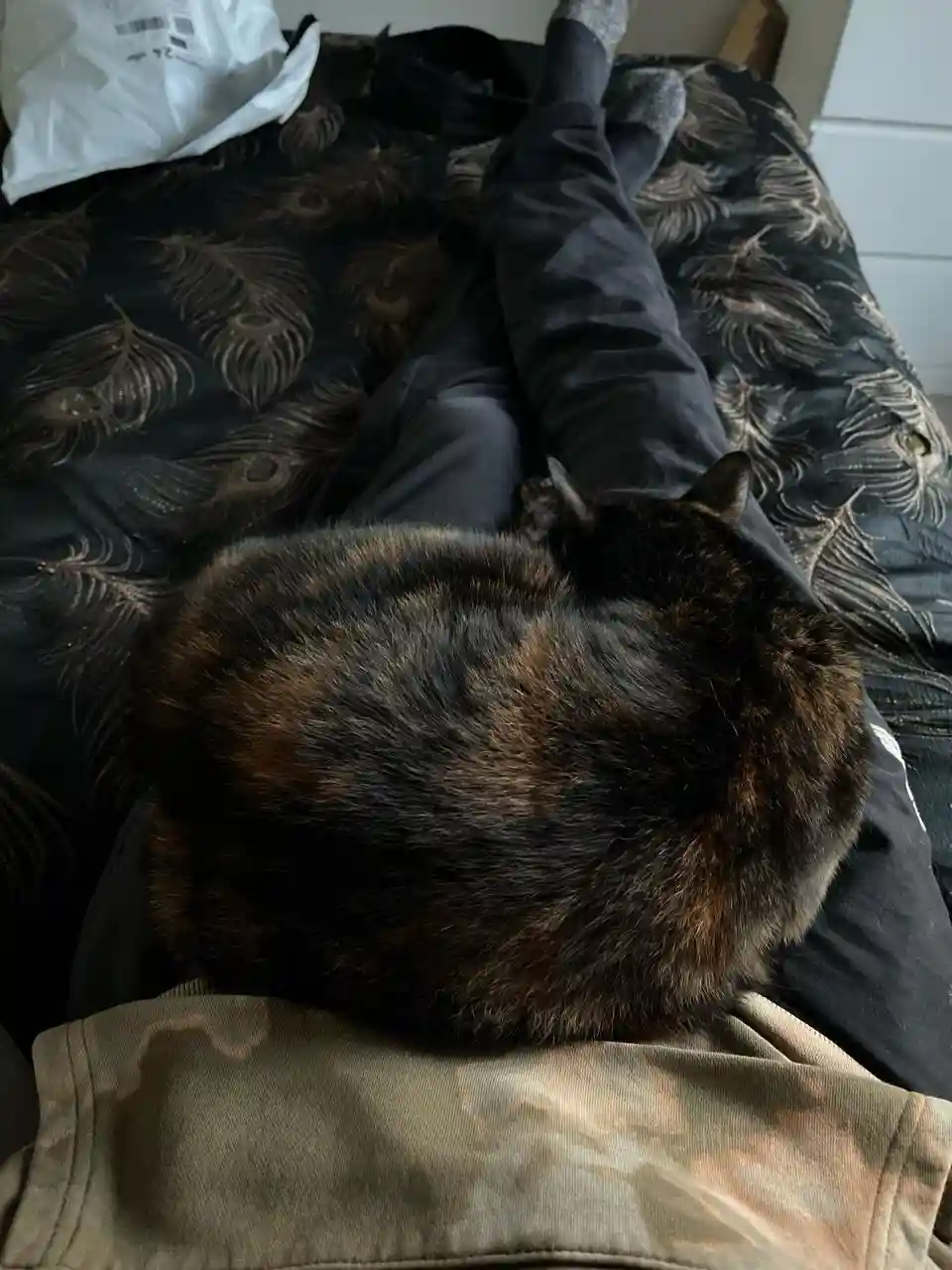 A tortoiseshell cat is curled up and sleeping on a person's lap while they lie on a bed with a peacock feather patterned…