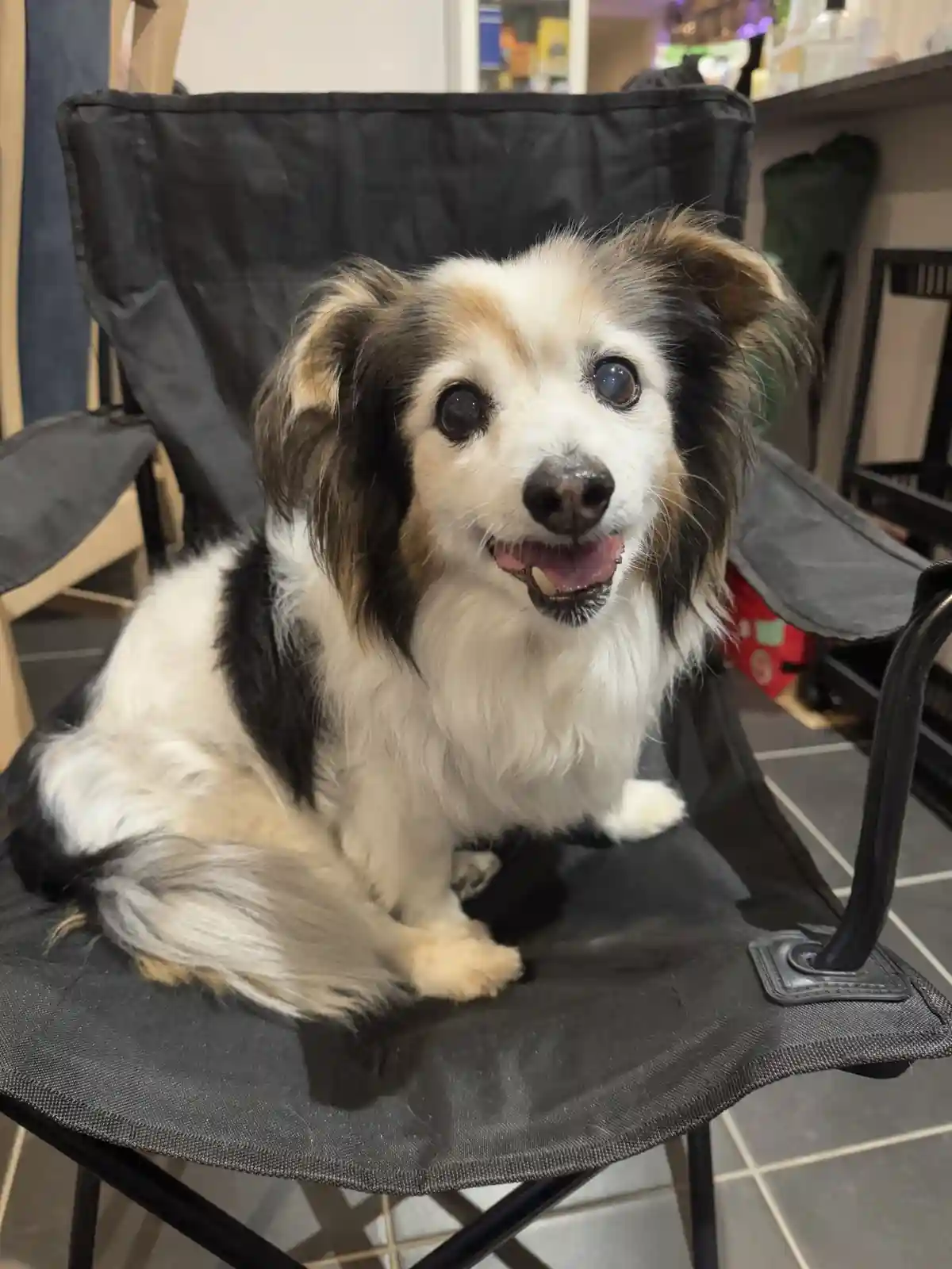 A small, fluffy dog with white, black, and tan fur sits upright in a black folding camping chair, looking directly at the…