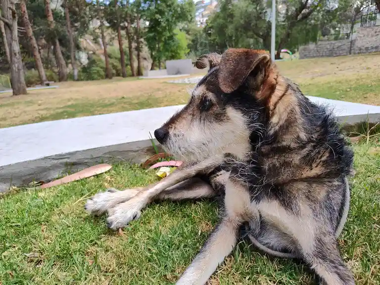 A scruffy, medium-sized dog with mottled brown, black, and white fur lies on green grass next to a concrete ledge in a park…