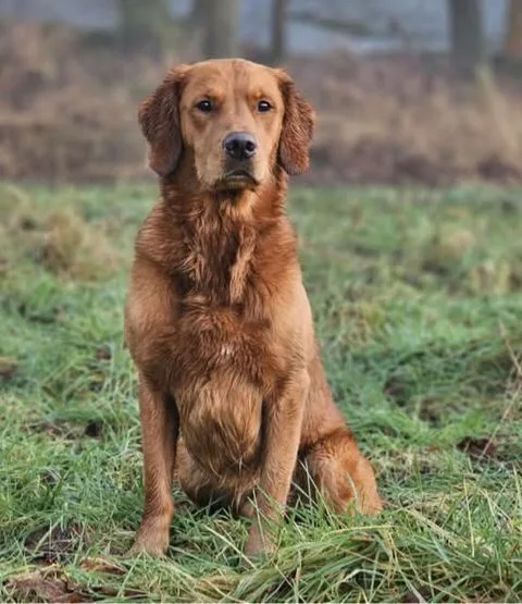 A golden retriever sits calmly in a grassy field, looking directly at the camera with a slightly weary expression. The dog's…