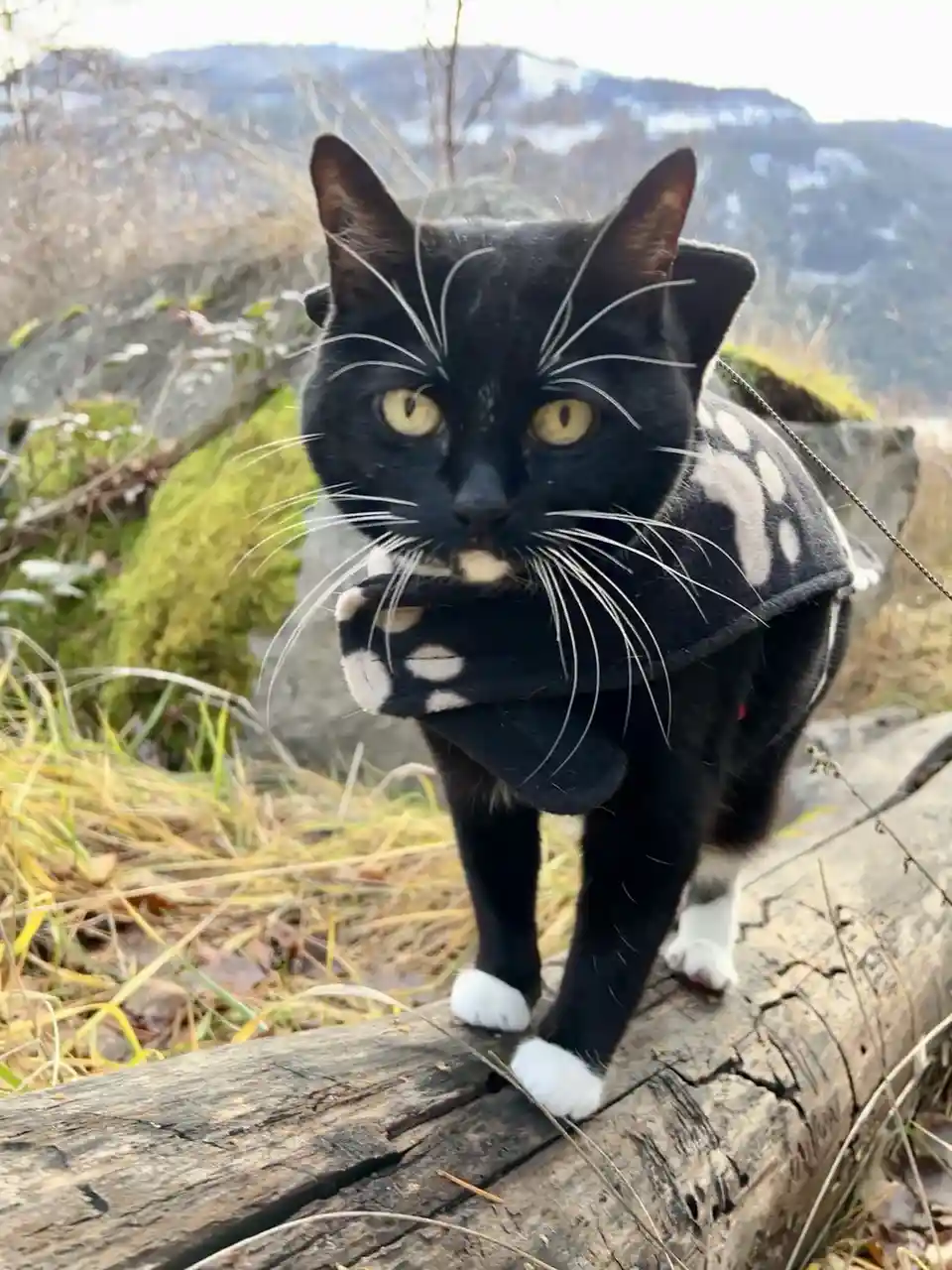 A black cat with white paws and a white-tipped nose stands on a weathered log outdoors, wearing a black and white…