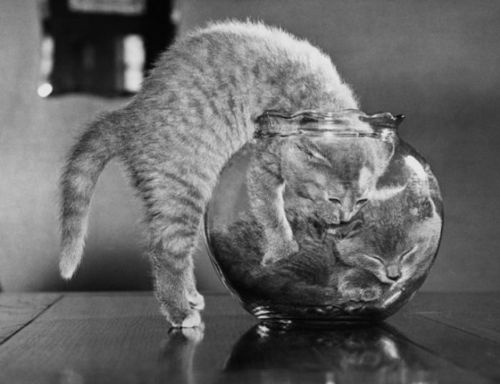 A black-and-white photo shows a tabby cat leaning over a glass fishbowl, appearing to inspect or interact with another cat…