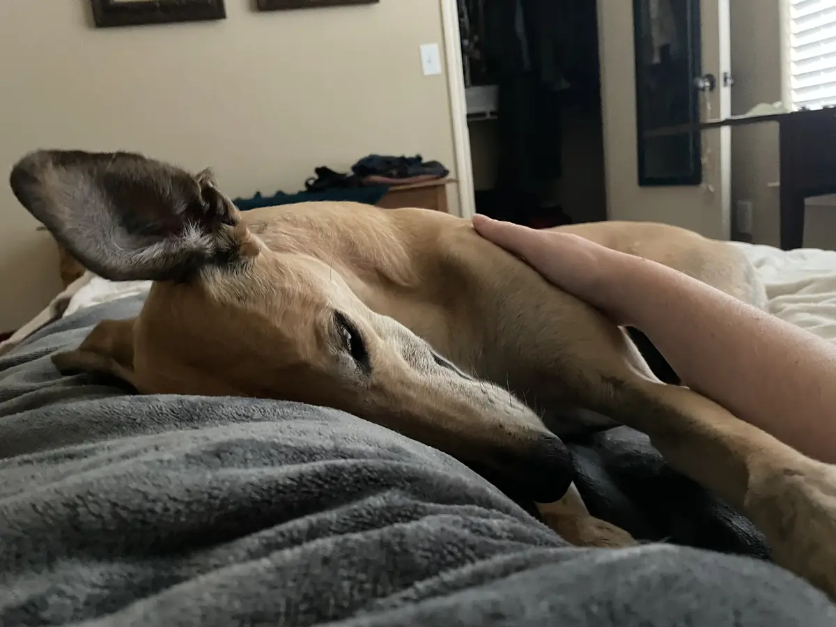 A tan-colored dog with large ears is lying on a bed, partially covered by a gray blanket, while a person's arm rests across…