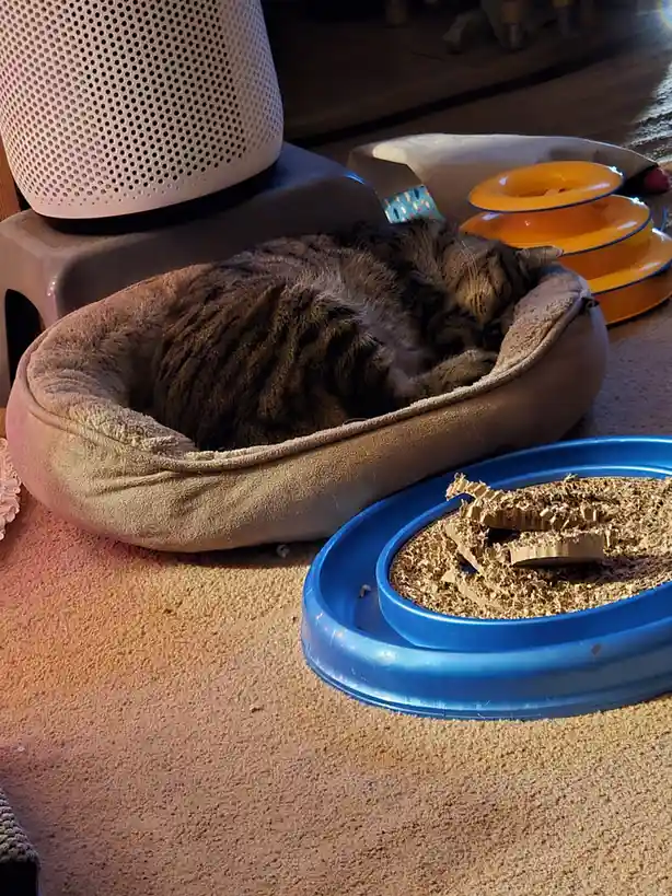 The Ultimate Caturday Compendium: A Celebration of Feline Fun