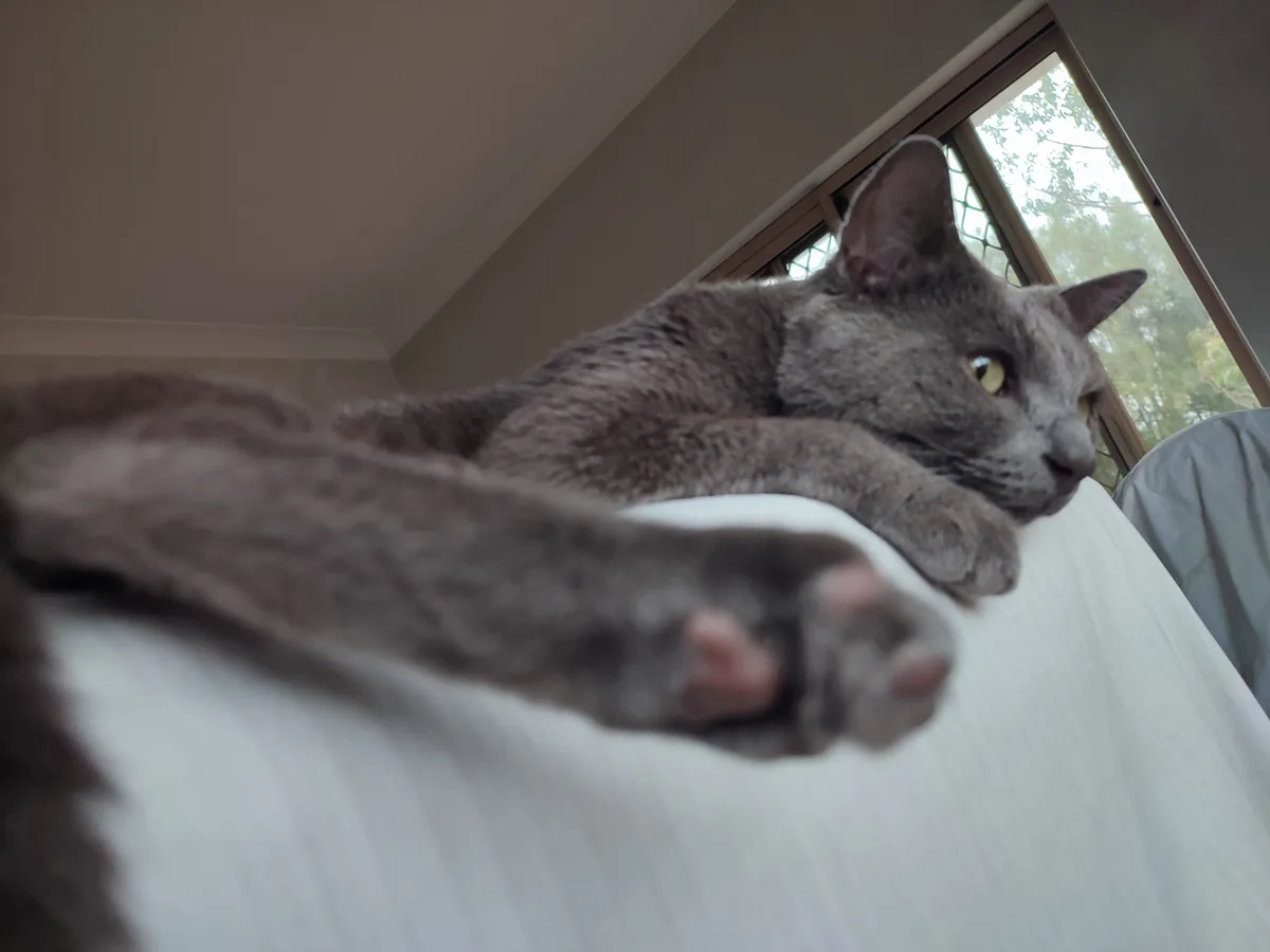 A gray cat with yellow eyes is lounging on a white surface, possibly a bed or couch, with one paw extended toward the…