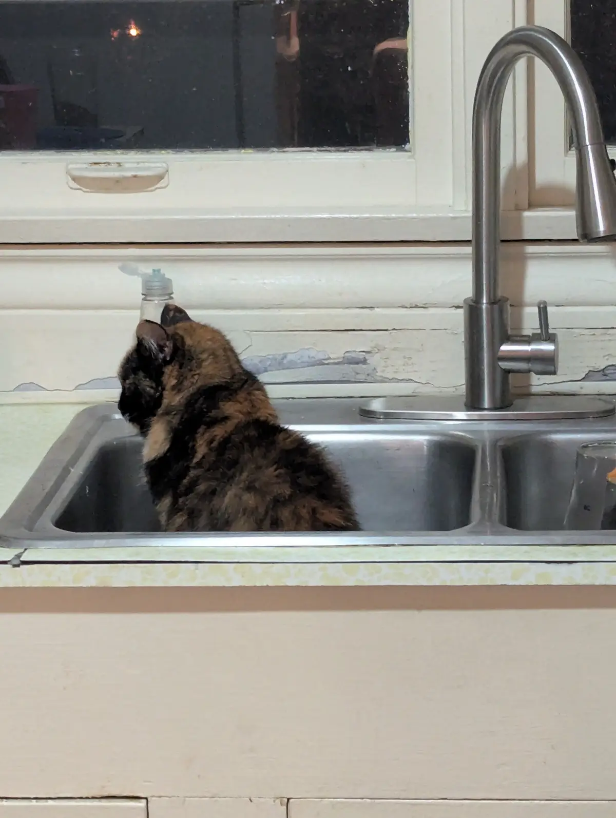 A tortoiseshell cat is sitting inside a stainless steel kitchen sink, drinking water from a clear plastic bottle with a…