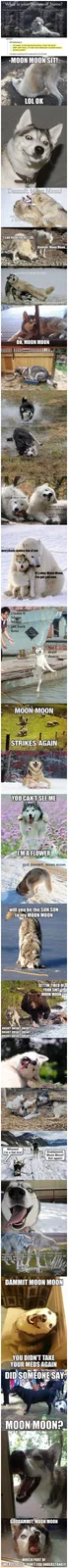 A vertical comic strip featuring a Siberian Husky named 'Moon Moon' in various humorous situations, often causing chaos or…