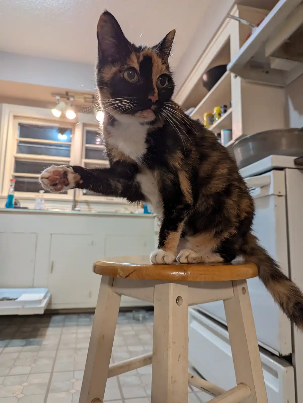 A calico cat with black, orange, and white fur sits on a wooden stool in a kitchen, one paw raised as if waving or…