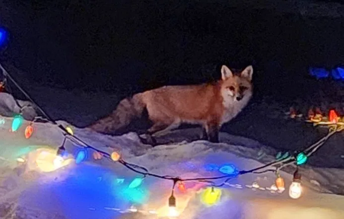 A red fox stands alert in a snowy landscape at night, positioned behind a string of colorful, lit Christmas lights that…