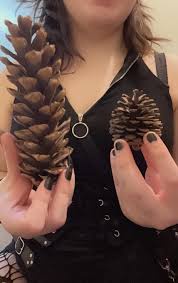 A person with dark nail polish holds two pinecones of vastly different sizes, one large in their left hand and one small in…
