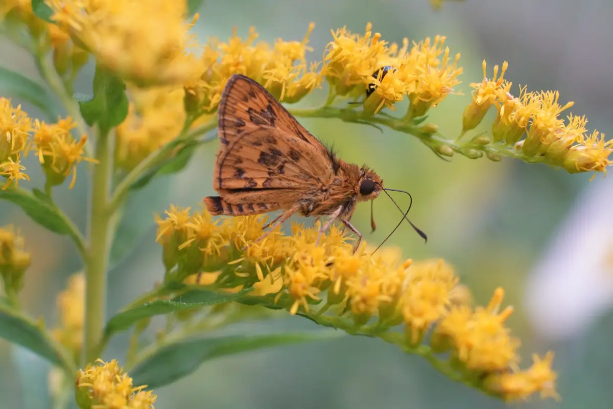 A close-up photo shows a brownish-orange butterfly with dark spots perched on bright yellow goldenrod flowers. Another small…