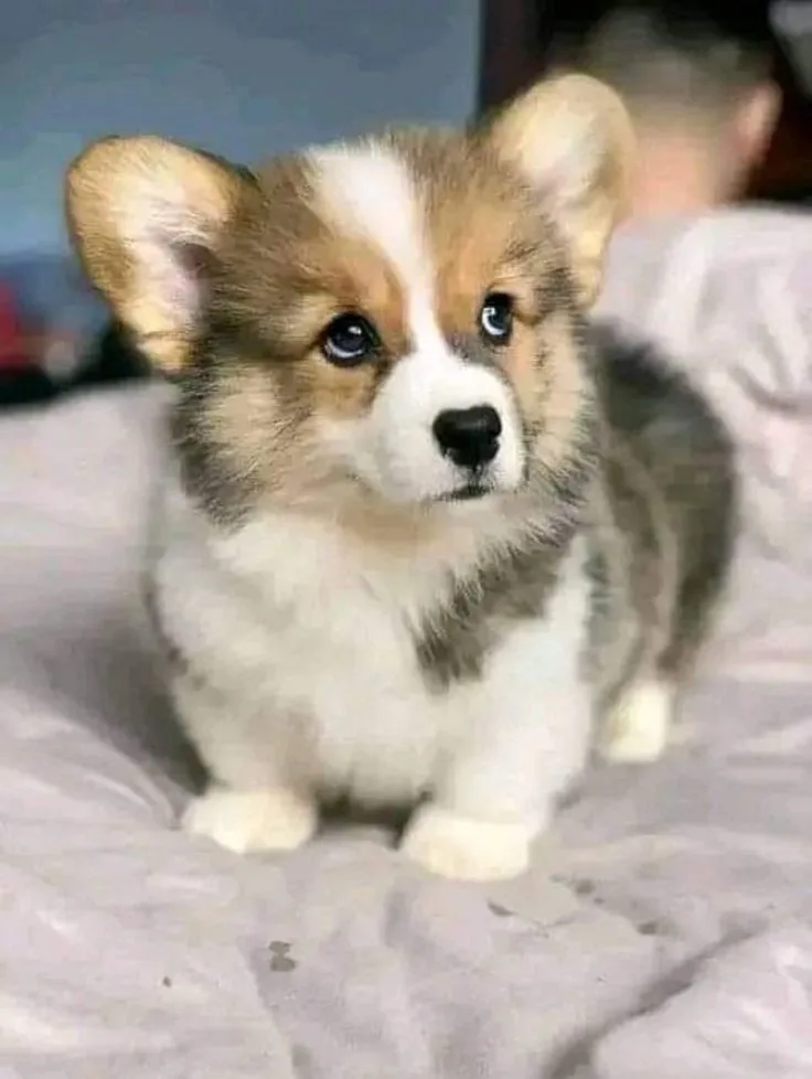 Awww, That's Just Adorable!