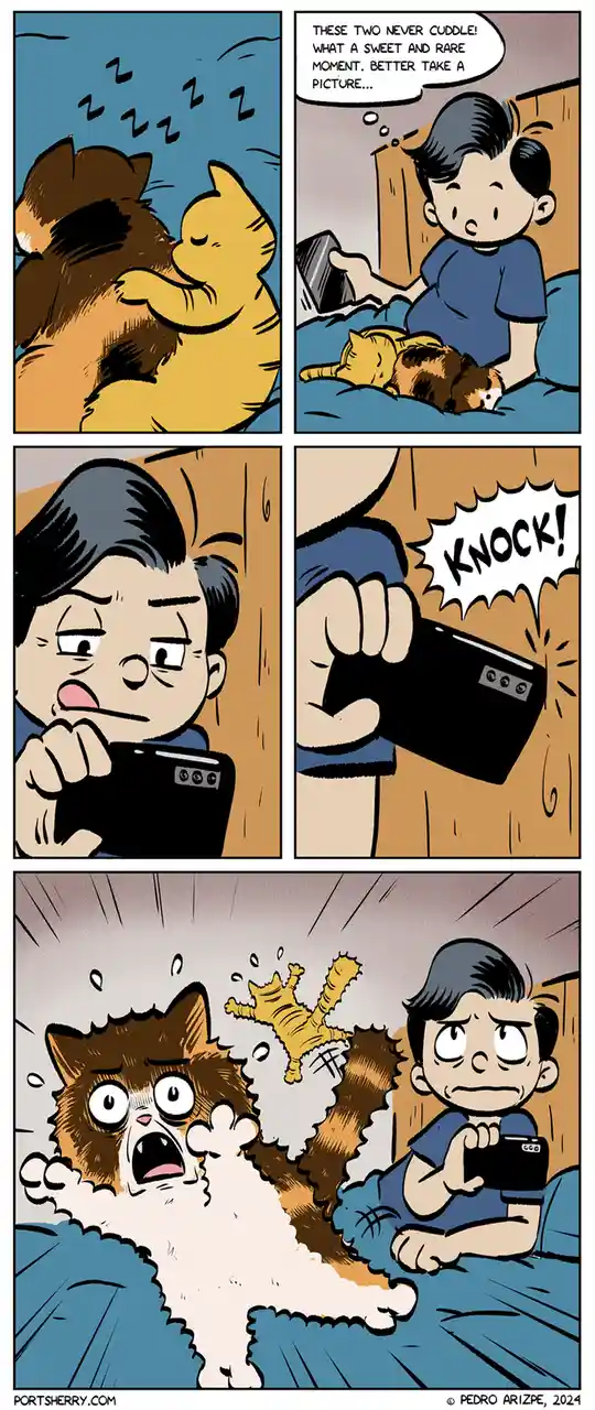 A comic strip shows a boy in bed wanting to photograph two cats cuddling, but a knock interrupts him, causing one cat to…