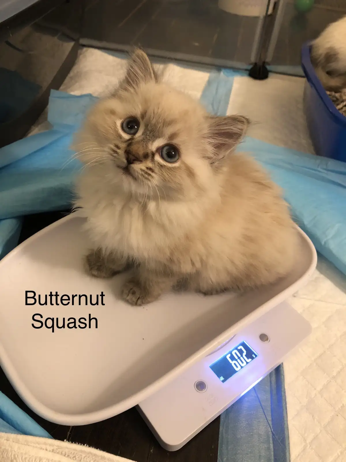 A fluffy, light-colored kitten with large blue eyes sits on a white digital kitchen scale that reads 209g. The text…