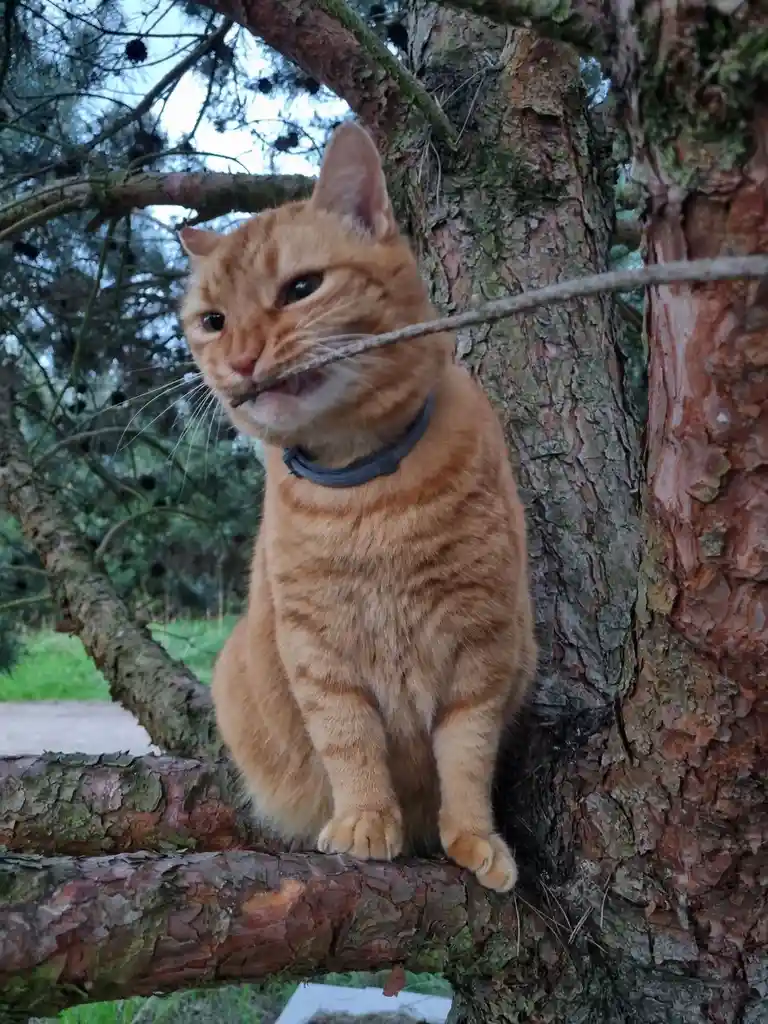 An orange tabby cat with a grey collar is sitting on a thick pine tree branch, holding a thin twig in its mouth. The cat…