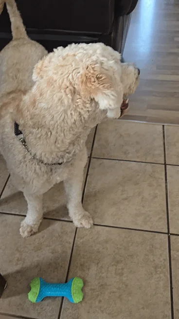 A compilation of six photos of a fluffy, light-colored dog standing on tiled flooring next to a blue and green bone-shaped…