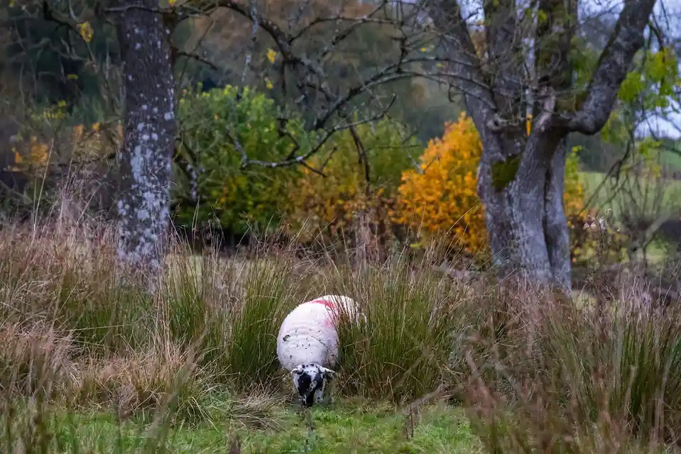Adorable Sheep Shenanigans