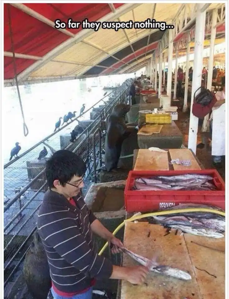 A man in a striped shirt is filleting fish at a seafood market counter. Behind him, a sea lion stands upright on a concrete…