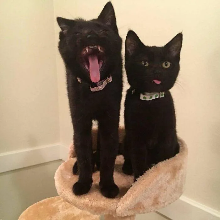 Two black cats sit side-by-side on a beige cat tree. The cat on the left has its mouth wide open in a yawn, tongue out, eyes…