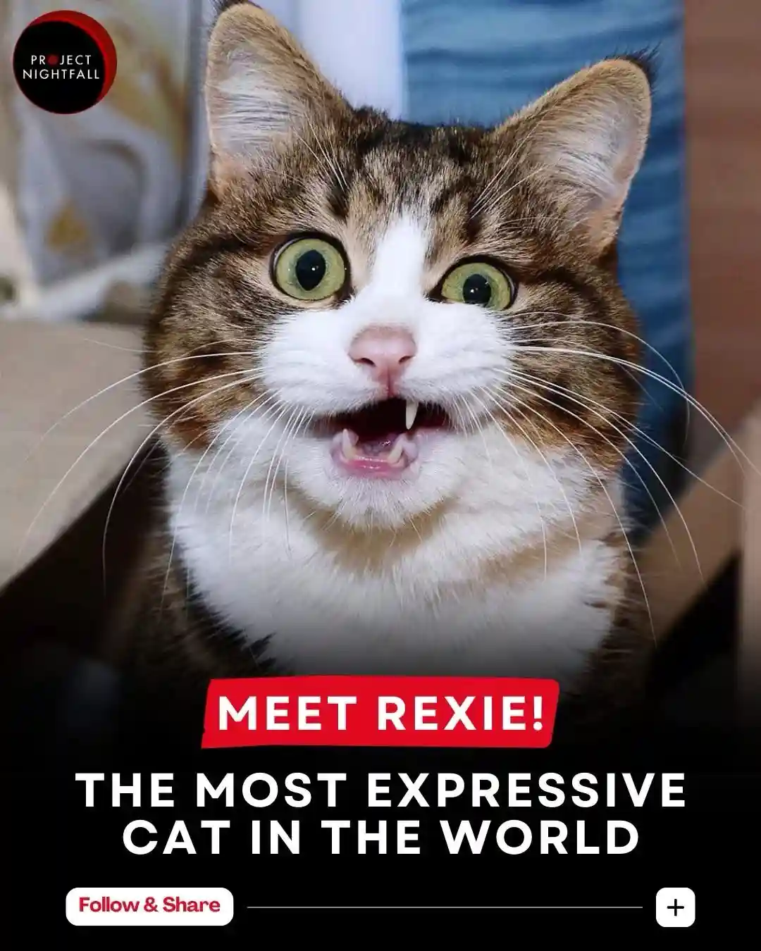 A close-up photo of a tabby and white cat with wide, green eyes and its mouth open, showing teeth, as if screaming or…